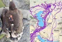 他發現一隻已經沒呼吸的老鷹,身上裝有一個「黑盒子」紀錄了20年的行程 網民震驚:完美避開了那些不能去的地方!