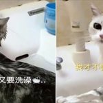 喵星人「被洗澡」氣到說人話!創意OS讓人笑到肚子痛!