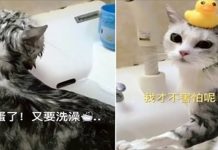 喵星人「被洗澡」氣到說人話!創意OS讓人笑到肚子痛!