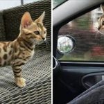 好心網友「收養浪喵」越養越不對勁,看獸醫才驚知:身份不一般!