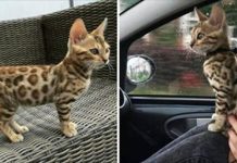 好心網友「收養浪喵」越養越不對勁,看獸醫才驚知:身份不一般!