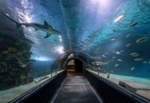 海裡滿是水…那「海底隧道」是如何建造出來?看完工程原理解開多年疑惑:長知識了