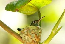 森林裡的迷你小豪宅! 攝影師拍下蜂鳥的窩「還自帶屋頂」