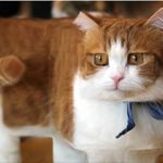 超「正」貓咪來囉~改圖大神「創世方塊喵」吐司貓貓太可口了❤