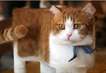 超「正」貓咪來囉~改圖大神「創世方塊喵」吐司貓貓太可口了❤