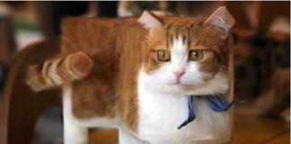 超「正」貓咪來囉~改圖大神「創世方塊喵」吐司貓貓太可口了❤