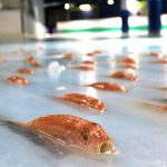 日本溜冰場「塞了5千隻海鮮」沒想到人太多冰塊大融化,民眾崩潰:根本惡夢