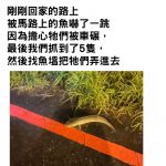 路上出現不知名魚類,路人好心放生,網友一看大驚:千萬別阿!