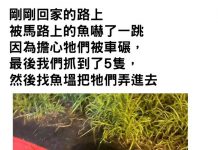路上出現不知名魚類,路人好心放生,網友一看大驚:千萬別阿!