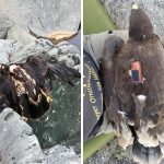 他發現一隻沒了呼吸的老鷹,身上裝有一個「紀錄了20年的黑盒子」網友震驚:完美避開了那些地方!