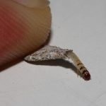 你家牆壁上有嗎?根除這「怪物」一定要做到「這點」!