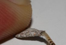 你家牆壁上有嗎?根除這「怪物」一定要做到「這點」!