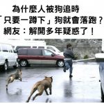 為什麼人被狗追時「只要一蹲下」狗就會落跑?網友:解開多年疑惑了!