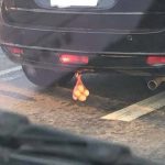 他開車看到前面休旅車下方「掛一袋雞蛋」覺得很搞笑,專業網友一看不對勁:離遠一點吧!