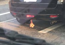 他開車看到前面休旅車下方「掛一袋雞蛋」覺得很搞笑,專業網友一看不對勁:離遠一點吧!