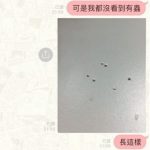 床上經常出現「不明白色蟲蛋」,一個月後發現搞笑真相…網友笑翻:484傻?