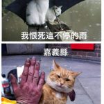 台灣人一定秒懂的「各縣市特色貓貓語錄」每張都中肯到翻:台中的太可愛了!