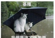 台灣人一定秒懂的「各縣市特色貓貓語錄」每張都中肯到翻:台中的太可愛了!