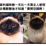 她家的貓咪臉一天比一天黑主人都慌了,帶去看獸醫後才知道「要開空調啊!」