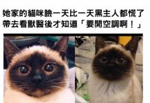 她家的貓咪臉一天比一天黑主人都慌了,帶去看獸醫後才知道「要開空調啊!」