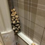 剛入住新房…女屋主驚見「牆角長蘑菇」嚇到拔掉!沒想到幾天後竟長出「超級進化版」快嚇哭