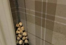 剛入住新房…女屋主驚見「牆角長蘑菇」嚇到拔掉!沒想到幾天後竟長出「超級進化版」快嚇哭