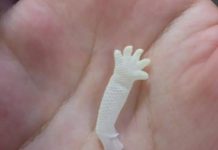 他在家撿到一個「迷你乳膠手套」急忙捧掌心,專業網友直呼:相當罕見,要好好保存啊!