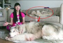 網美拍影片曬愛犬 眼尖網友發現亮點大喊「快點救那隻狗!」