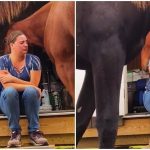 工作被罵哭…馬兒「男友力爆棚」主動擁入懷 「靈性舉動」感動全網:有你真好❤️