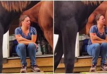 工作被罵哭…馬兒「男友力爆棚」主動擁入懷 「靈性舉動」感動全網:有你真好❤️