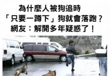 為什麼人被狗追時「只要一蹲下」狗就會落跑?網友:解開多年疑惑了!