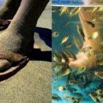 男子十年沒洗過腳!和女朋友約會去做魚療足浴,結帳時老闆看傻了,直接給免費!