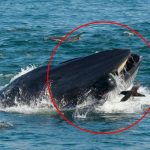 鯨魚張大嘴.狂.吃結果「誤.吞了潛水員」愣三秒才鬆口:抱歉吃錯了!