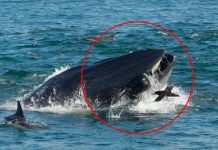 鯨魚張大嘴.狂.吃結果「誤.吞了潛水員」愣三秒才鬆口:抱歉吃錯了!