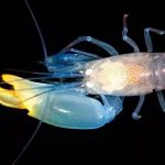 「世界上最兇猛的蝦」,一拳超蝦?能打出「5000度高溫」,甚至產生光!