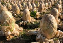 根本外星生物!田裡出現「超詭異異形蛋」路人超困惑 好奇撥開「一看綠色內層」秒懂:市場就有了