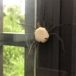 他在牆上驚見神祕生物「揹著白色巨蛋」求助網友,下一步該怎麼做啊?!