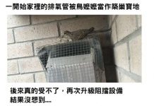 家裡的排氣管被鳥媽媽築巢…都已經拚命阻擋了,鳥媽媽也太堅持了吧!