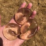 海邊撿到「3條奇特透明物體」,專家出面神解答網驚呆