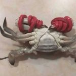 她明知道「這螃蟹有鬼」卻還是忍不住掏錢買回家,結果拆掉橡皮筋後她後悔慘了!