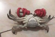 她明知道「這螃蟹有鬼」卻還是忍不住掏錢買回家,結果拆掉橡皮筋後她後悔慘了!