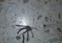 家中驚現「超巨大蚊子」…是一般蚊子的十倍大!
