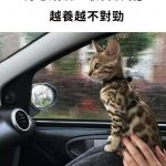 網友好心「收養浪喵」卻越養越不對勁…看獸醫才知:這身份不一般阿😂😂