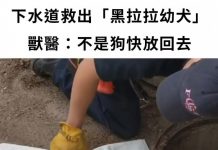 下水道救出8隻「黑拉拉幼犬」!獸醫一檢查傻眼:不是狗快放回去
