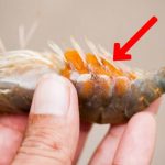 賺到了!吃蝦驚見「腹部滿滿蝦卵」網友:最好別吃,會後悔…