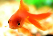 夜市金魚一養40年!撈回家丟池塘「自己默默長大」 40年後變巨獸「將破世界紀錄」網看傻:暴鯉龍?