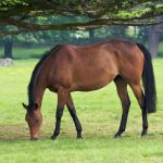 喜從天上來!恭喜家有「屬馬 屬豬人」的 下半年將有「三百年奇遇的大喜事」快接住