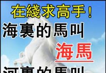 陸地上的馬叫什麼?