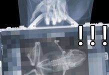 她被美國海關攔下來問「行李箱裡怎麼有青蛙」抖著打開行李箱卻笑歪:這後勁太強了!