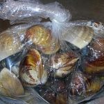 老爸傳LINE訊息叫女兒「蛤蜊睡前放冰箱」!女兒很痛苦表示「說來簡單,做起來卻很困難」